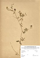 藏品(狗筋蔓)的圖片